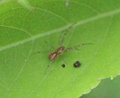 Anelosimus studiosus