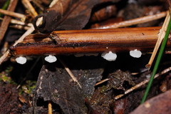 Panellus minimus