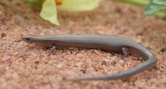 Panaspis wahlbergii