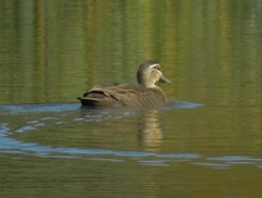 Anas superciliosa