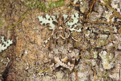 Eudonia minualis