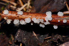 Panellus minimus