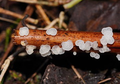 Panellus minimus