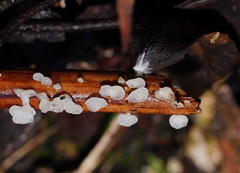 Panellus minimus
