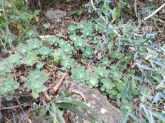 Sedum palmeri