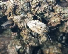 Andocides vittaticeps