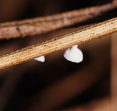 Panellus minimus