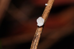 Panellus minimus