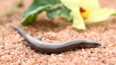 Panaspis wahlbergii