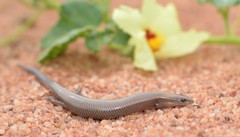 Panaspis wahlbergii
