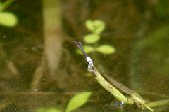 Agriocnemis exsudans