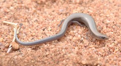 Panaspis wahlbergii