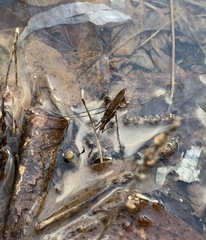 Limnoporus rufoscutellatus