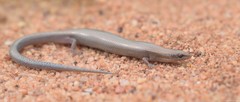 Panaspis wahlbergii