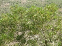 Acacia confusa