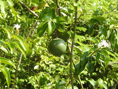 Melodineae