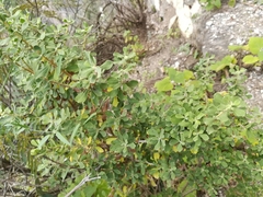 Leucophyllum langmaniae