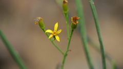 Senecio junceus