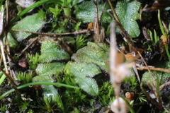 Riccia crassa