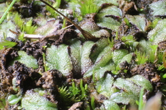 Riccia crassa