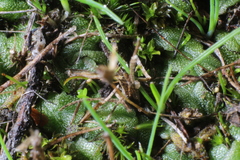 Riccia crassa