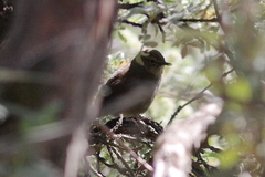 Bradypterus barratti