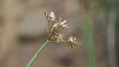 Senecio junceus