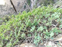Sedum palmeri