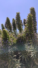 Echium callithyrsum