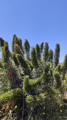 Echium callithyrsum