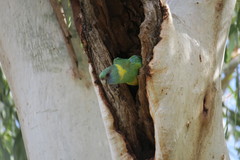 Barnardius zonarius macgillivrayi