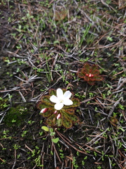 Drosera tubaestylis