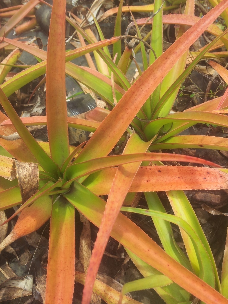 ☆Aloe purpurea Mauritius 激レア 幹立ち Aloe purpurea Lam