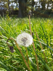 Taraxacum