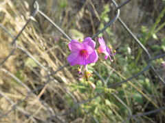 Mirabilis glabrifolia