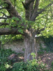 Aesculus hippocastanum