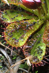 Drosera tubaestylis