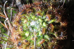 Drosera nitidula