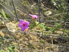 Mirabilis glabrifolia