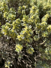 Thymelaea