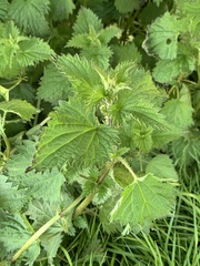 Urtica dioica