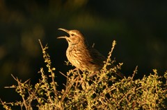 Certhilauda subcoronata