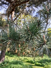 Pinus