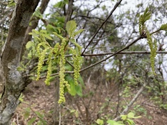 Quercus aliena
