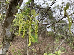 Quercus aliena