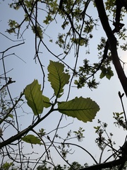 Quercus aliena