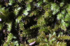 Racopilum cuspidigerum