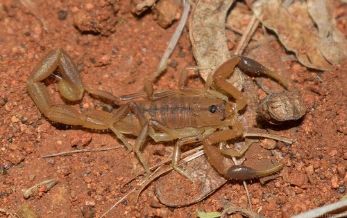 Common Lesser-Thicktail Scorpion