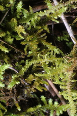 Thuidiopsis sparsa