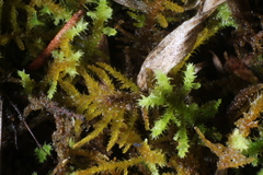 Thuidiopsis sparsa